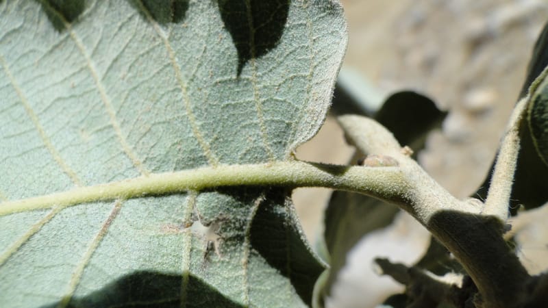 Quercus ithaburensis ssp. macrolepis, A. G. Miller 132.13--Iraq. Kurdistan. Shakh-i Pira Magun. Gueza Khan. 11 June 2010. 017 (5).jpg
