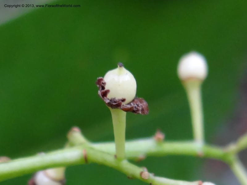Meliosma simplicifolia, VC 5561--Thailand. Chiang Mai Prov. Doi Pha Hom Pok Nat. Park. 10 Nov 2012. DSC08349 (280).JPG