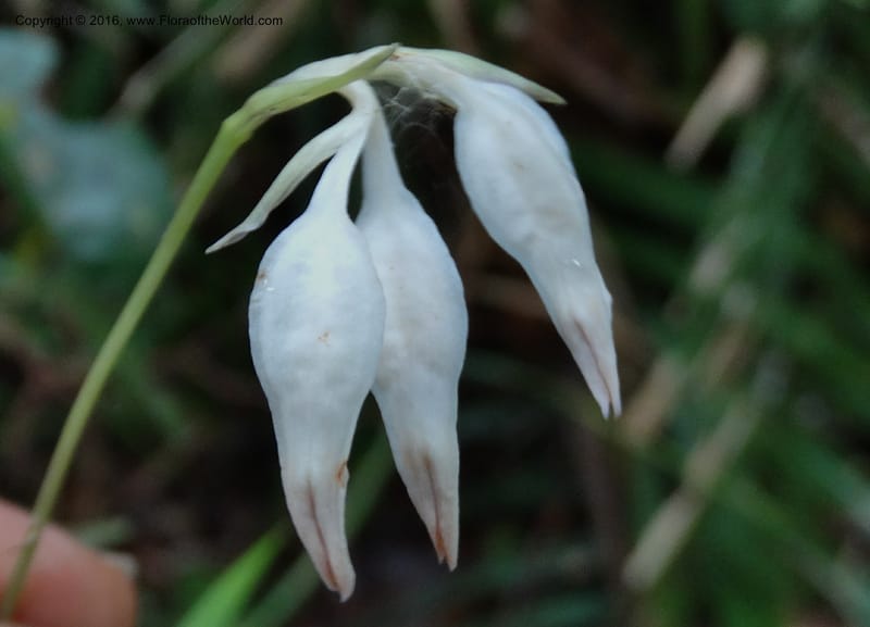Burmannia longifolia, Davidson, C 12739--Sabah. Mt. Kinabalu. Bundu Tuhan Trail. 11 Oct 2014. DSC04153 (128).JPG