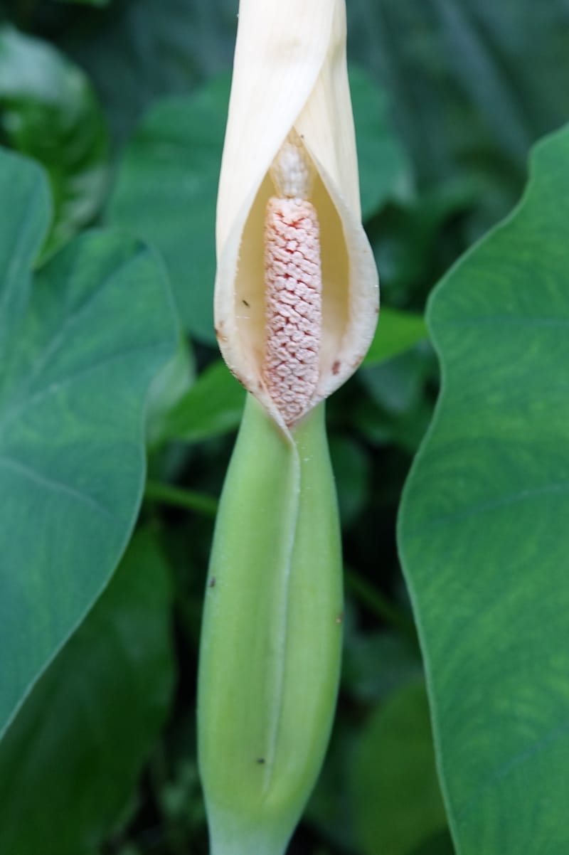 Colocasia formosana, Chung Kuo-Fang 3352--Taiwan. Wulai Distr. Wulai village. Hsing Hsian Trail. 19 May 2016. DSC03046 (206).JPG