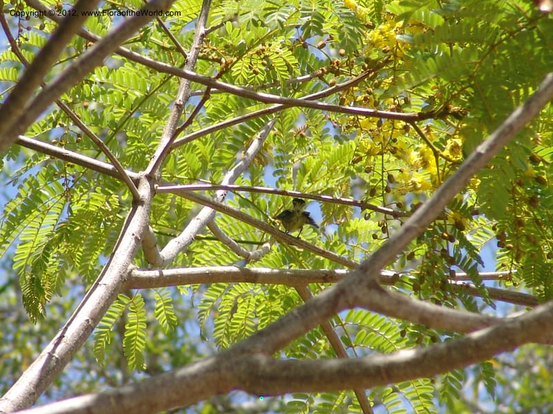 Peltophorum dasyrachis, Rogers, Z 1177--Madagacar. Antsir. Nosy Be. Lokobe Forest. Sunbird. 15 Nov 06. 232 (1).jpg