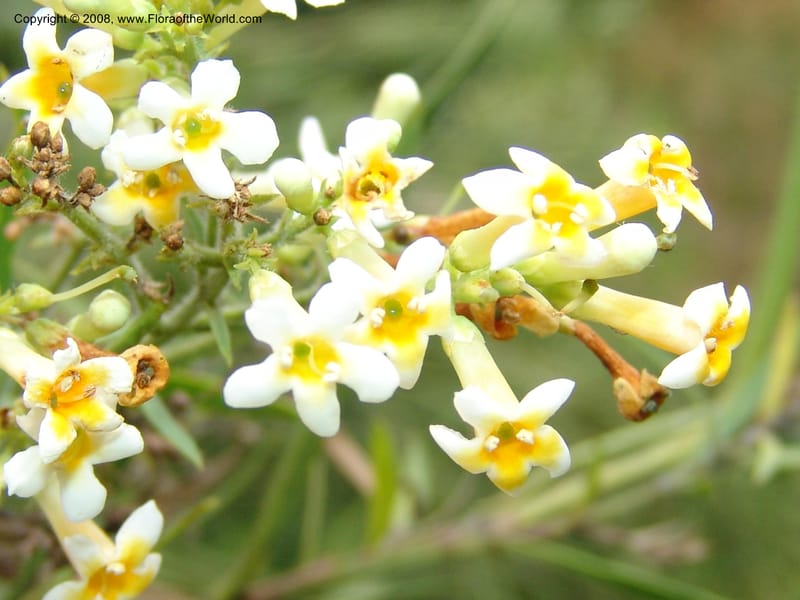 Freylinia lanceolata--So. Africa. Lowveld Nat. Bot. Gard. 14 Mch 05. 467.jpg