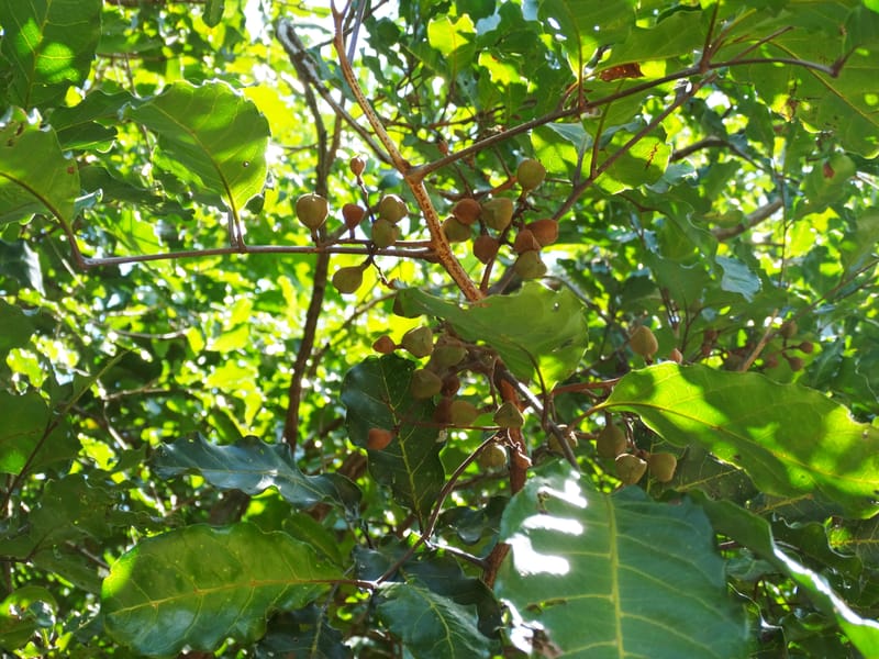 Cupaniopsis, Callmander, M 1227--New Caledonia. Tina. 10 Nov 2015. DSC00610 (5).JPG