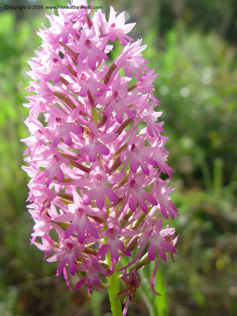 Anacamptis pyramidalis--Italy. Tuscany. Ris. Nat. Basso Merse. 20 May 03. 134.jpg