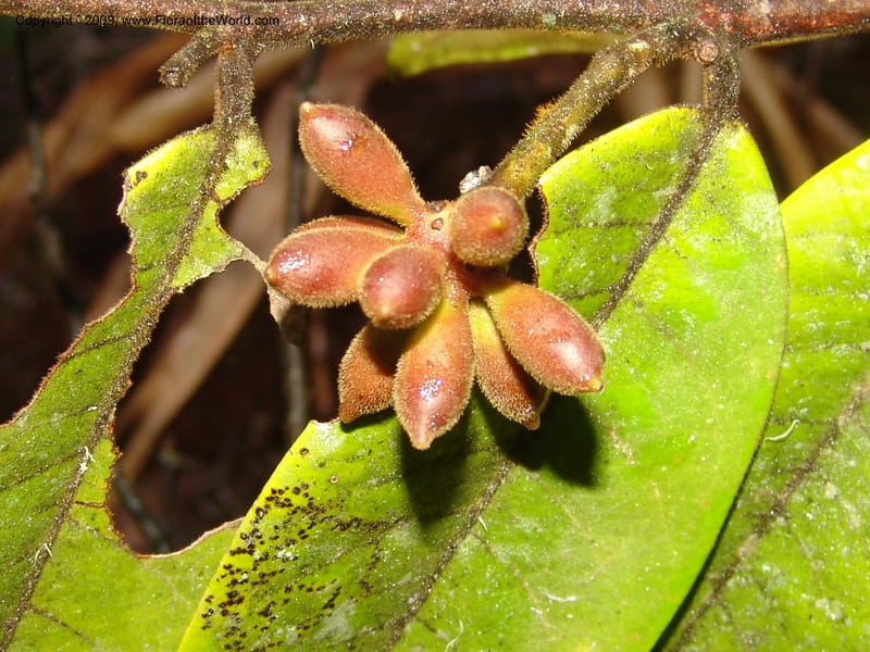 Guatteria, DNeill15746--Ecuador. Prov. Zamora Ch. Silica Mine, Las Orquideas. 15 Sep 07. 480.jpg