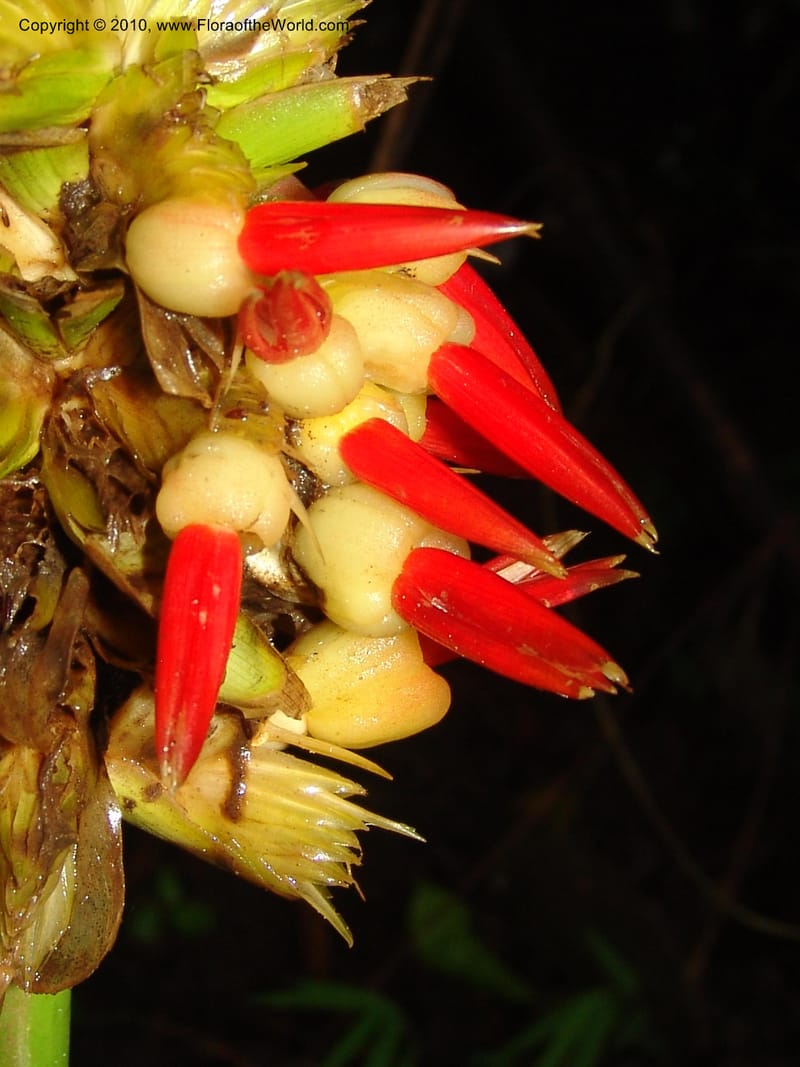 Calathea, Croat 96199--Ecuador. Edo. Guaya. Manglares Churute Ecol. Res. 21 Mar 06. 189 (1).jpg