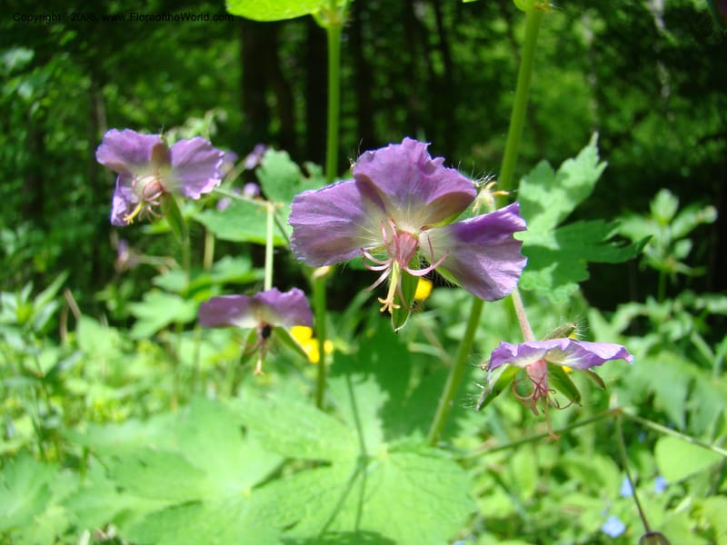 Slovenia. Kamniska Bistrica. 19 May 08. 007.jpg