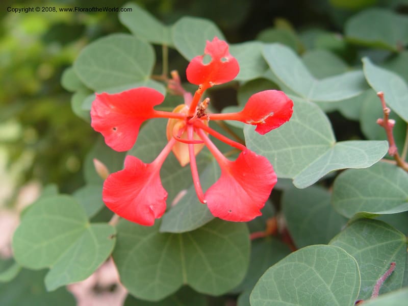 Bauhinia galpinii--Ghana. Aburi Botanic Garden. 13 Dec 03. 182.jpg
