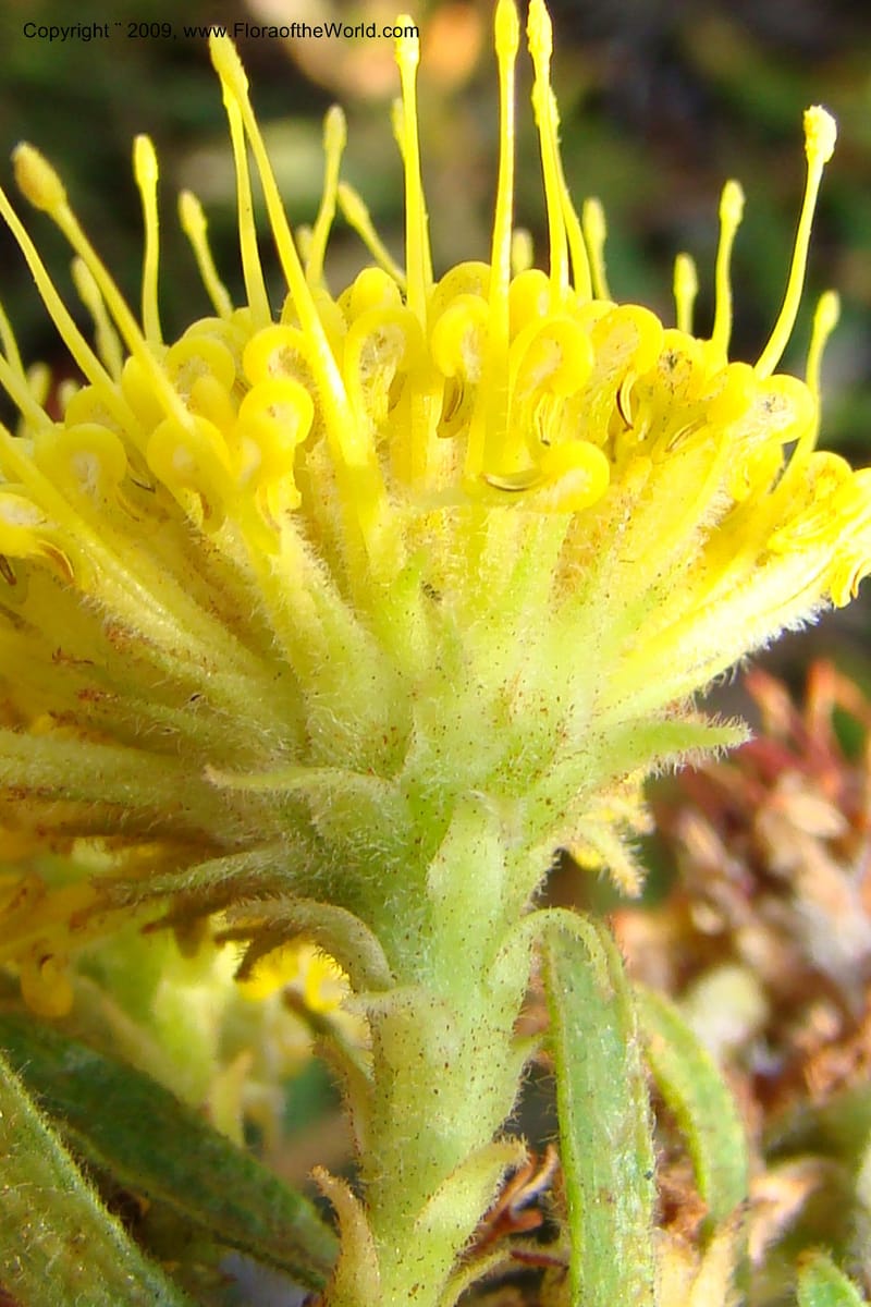 Leucospermum, Z. Rogers 1259--So. Africa. W. Cape. E of Stanford, Hermanus Rd. 19 Jan 09. 034.jpg