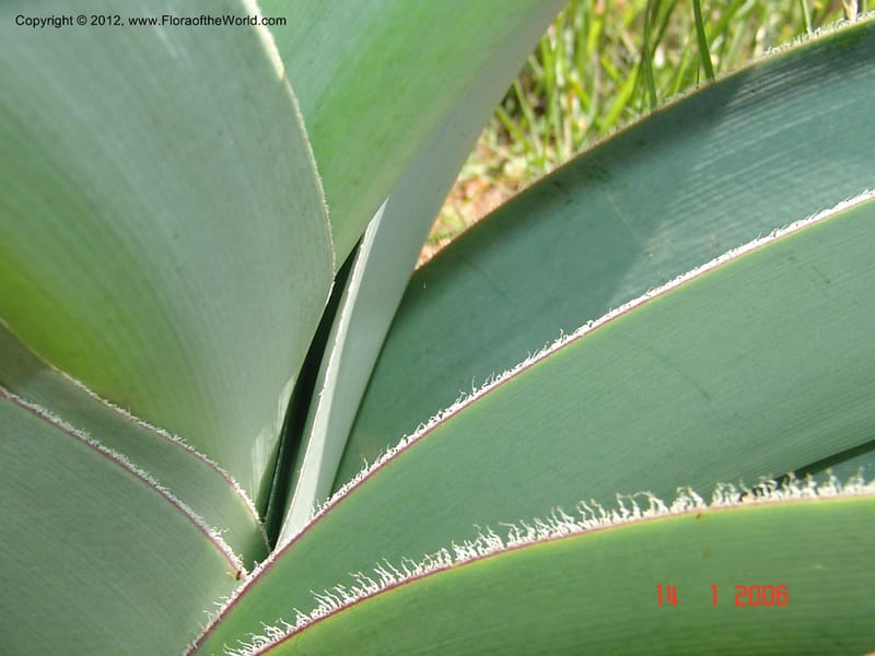 Crinum sp. unk., Not collected-Madagascar 004 (5).jpg