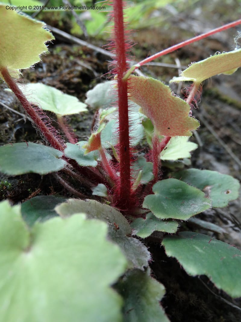 Saxifraga mengtzeana, Boufford, D 43703--China. Sichuan. LongDongZhen on Rd. to LeiYuan Shan. 13 May 2014. DSC05860 (73).JPG