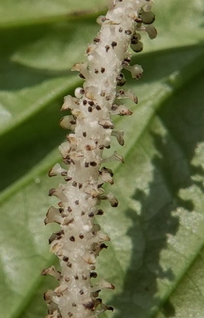 Piper bonii, D. Boufford 44107--China. Yunnan. Lao jun Shan. 30 Apr 2018. DSC00424 (376).JPG