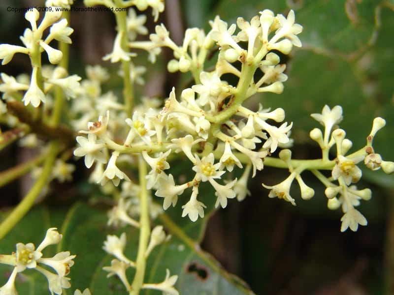 Nectandra, DNeill15914--Ecuador. Prv. Zam. Ch. C del Condor. Wawaime plot. 22 Sep 07. 382.jpg