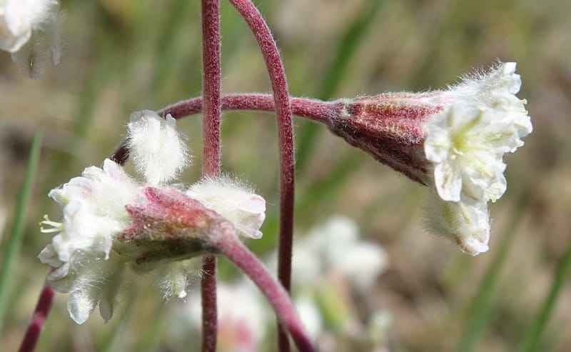 Eriogonum thymoides, C. Davidson 13549--ID. Blaine Co. Rock Creek Preserve. TNC. 13 May 2017. DSC00171 (171).JPG