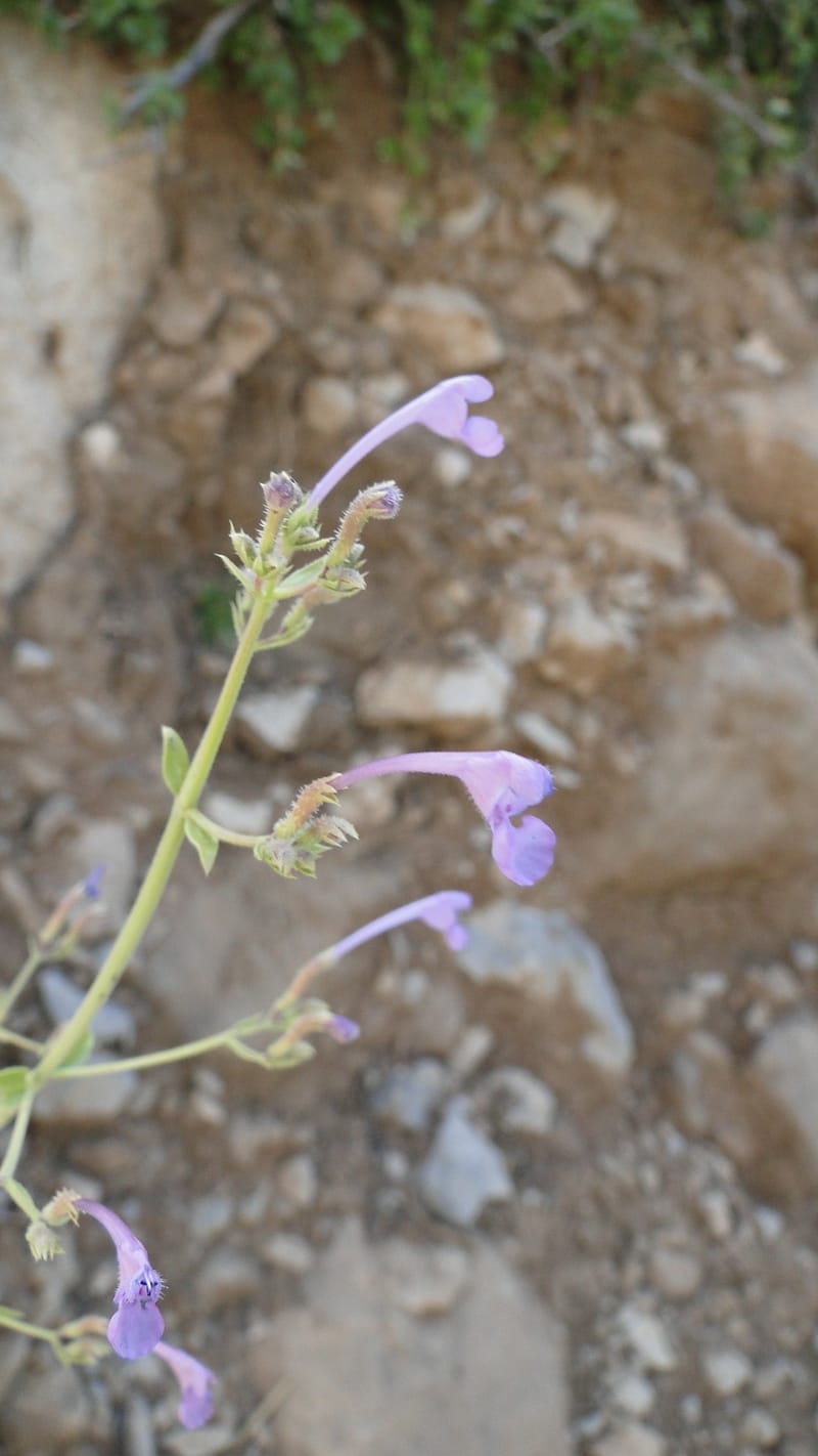 Nepeta, A. G. Miller 133.10--Iraq. Kurdistan. Shakh-i Pira Magun. Gueza Khan. 11 June 2010. 304.jpg