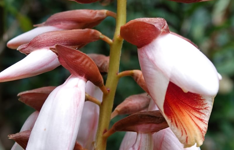 Alpinia blepharocalyx, D. Boufford 44112--China. Yunnan. Lao jun Shan. 30 Apr 2018. DSC00424 (194).JPG