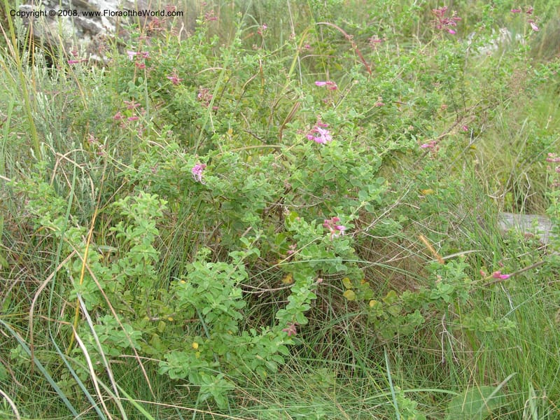 Syncolostemon rotundifolius--So.Africa. E. Cape. Umtamvuna Nat. Res. 11 Mch 05. 064.jpg