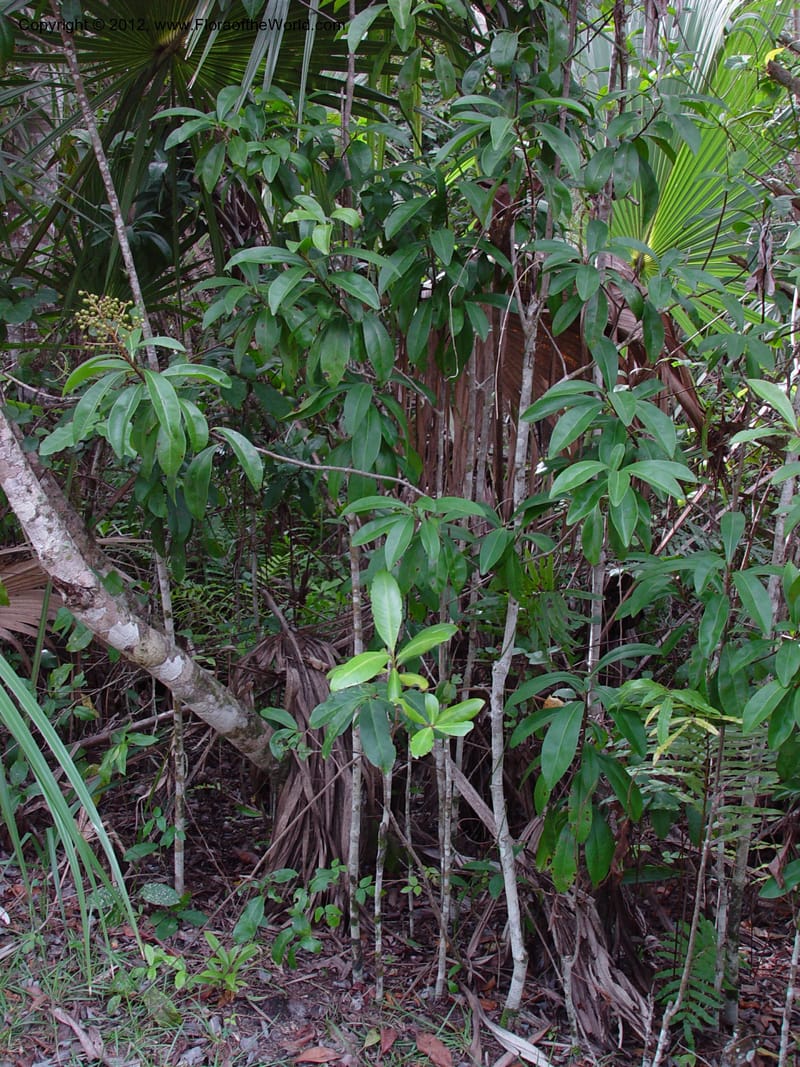 FL. St. Hwy 41, Fakahatchee Strand Preserve. 13 Jan 03. 025.jpg