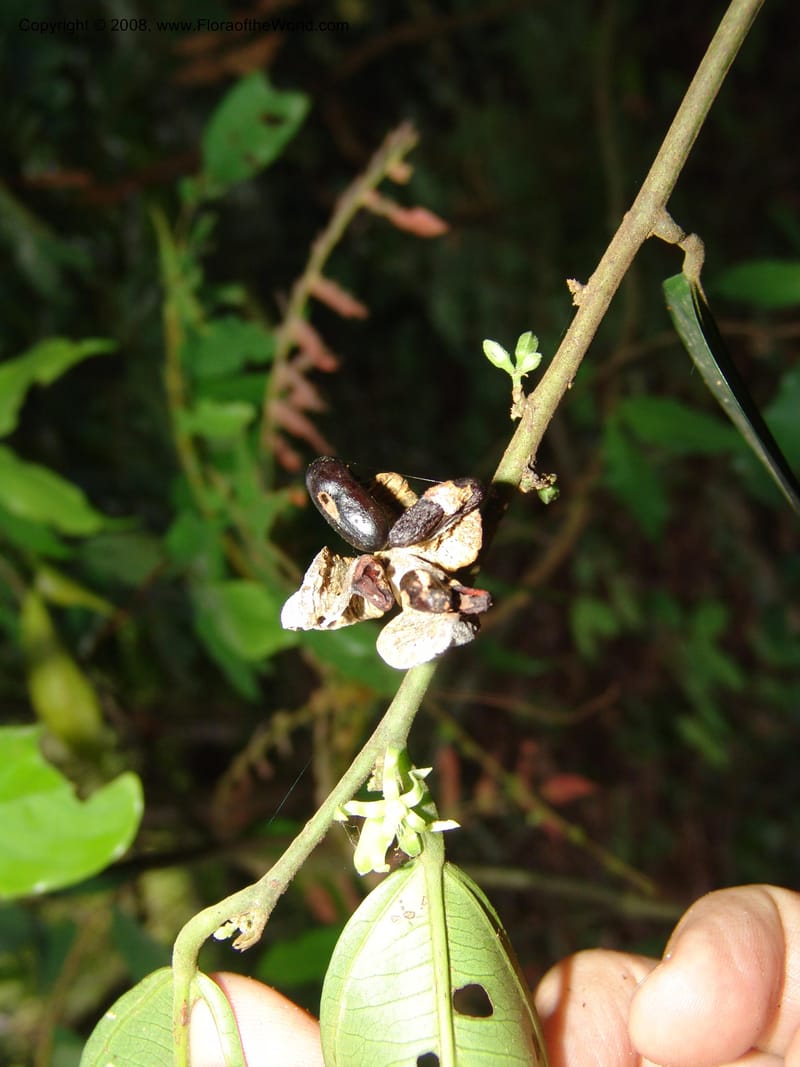 Leptonychia, MLeal1132--Gabon. Prov. Ogooue-Ivindo. Res. Lope. Sommet Main. 19 Apr 06. 069.jpg
