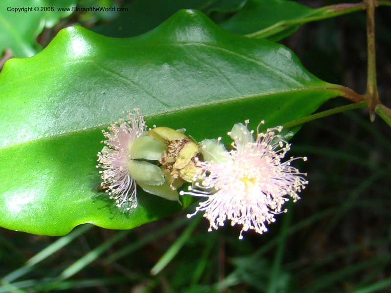 Archirhodomyrtus, JMunzinger4684--N.Caled. RT 1, Avangui For., Hervrouet Cr. 12 Nov 07. 048.jpg