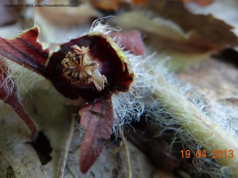 Asarum sp. unk. , Davidson, C 12133--USA, California, Nevada Co. 19 Apr 2013  0164 (4).JPG