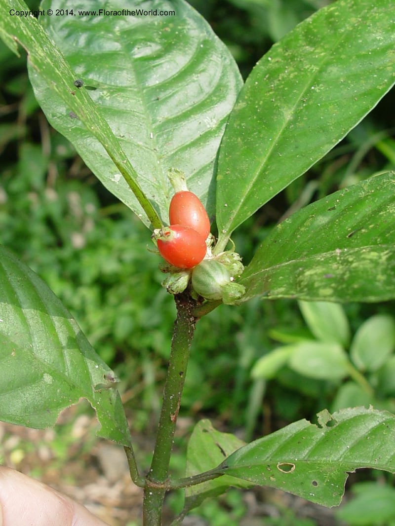 Psychotria--Cameroon. Mt. Cameroon. 6 Dec 03. 150a (2).jpg