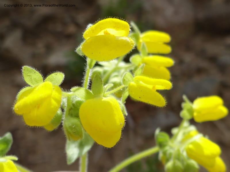 Calceolaria, WDS 34221--Chile. Cta 115. 11.5 km W of La Laguna. 22 Feb 2013. DSC02736 (43).JPG