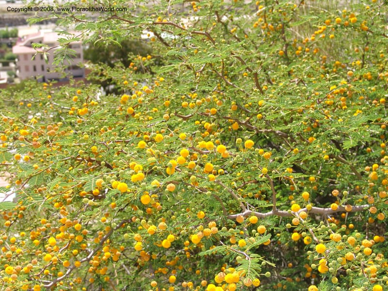 Acacia farnesiana--Bolivia. La Paz. Send. Aguila. 4 Dec 04. 073.jpg