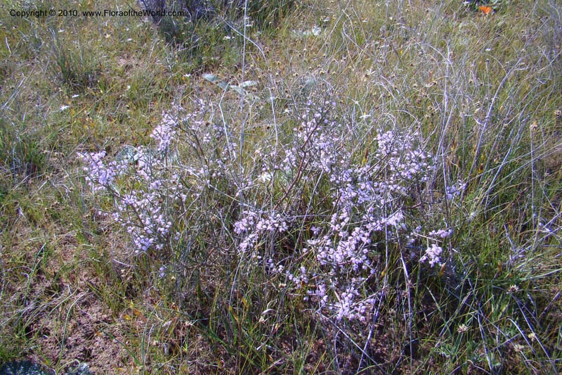 Muraltia spinosa, C. Davidson 11515--South Africa. Northern Cape. Papkuilsfontein. 25 Aug 09. 154 (1).jpg