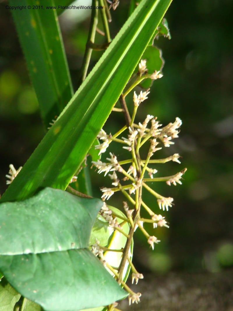 Citronella, P. Lowry 7215--New Caledonia. 618 (1).jpg