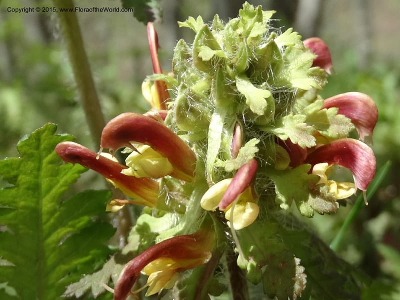 Pedicularis canadensis, Davidson, C 12963--North Carolina. Trans. Co. NC 215 and BRP. 12 May 2015. DSC04292 (66).JPG