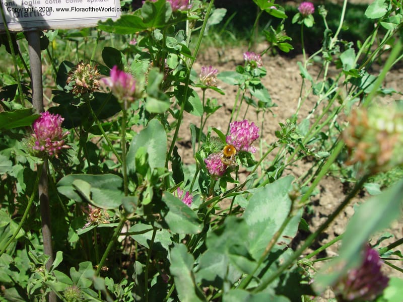 Trifolium pratense--Italy. Tuscany. Univ. Firenze, Giard. dei Simplici, Florence. 22 May 03.  003.jpg