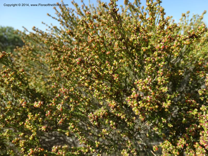 Erica, Davidson, C 12302B--South Africa. Western Cape. De Hoop Nature Res. 22 Jan 2014. DSC01681 (115).JPG