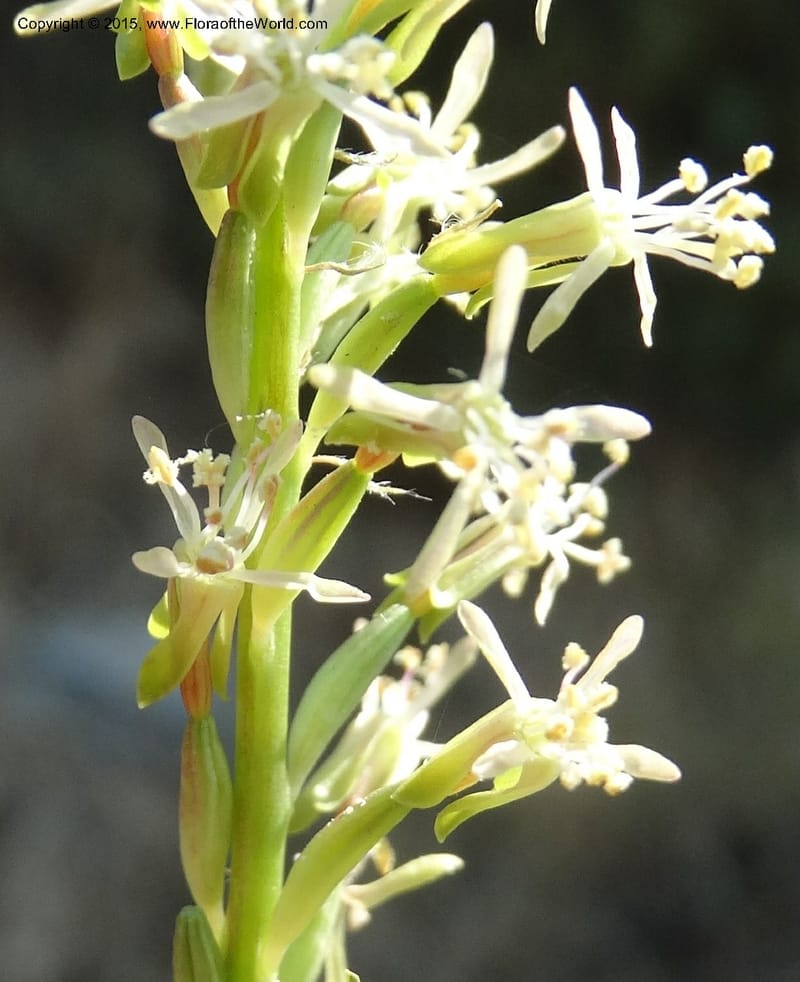 Gaura parviflora, Davidson, C 12604--ID. Idaho Co. North of Riggins. 16 Jul 2014. DSC00589 (32).JPG