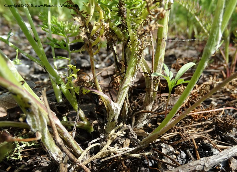 Packera millefolium, Davidson, C 13000--North Carolina. Macon Co. Slick Rock. 14 May 2015. DSC05505 (45).JPG
