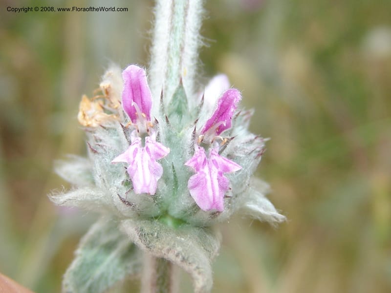 Stachys cretica--Crete. Ep. Kisamos. Sirikari Gorge. 25 May 05. 310.jpg