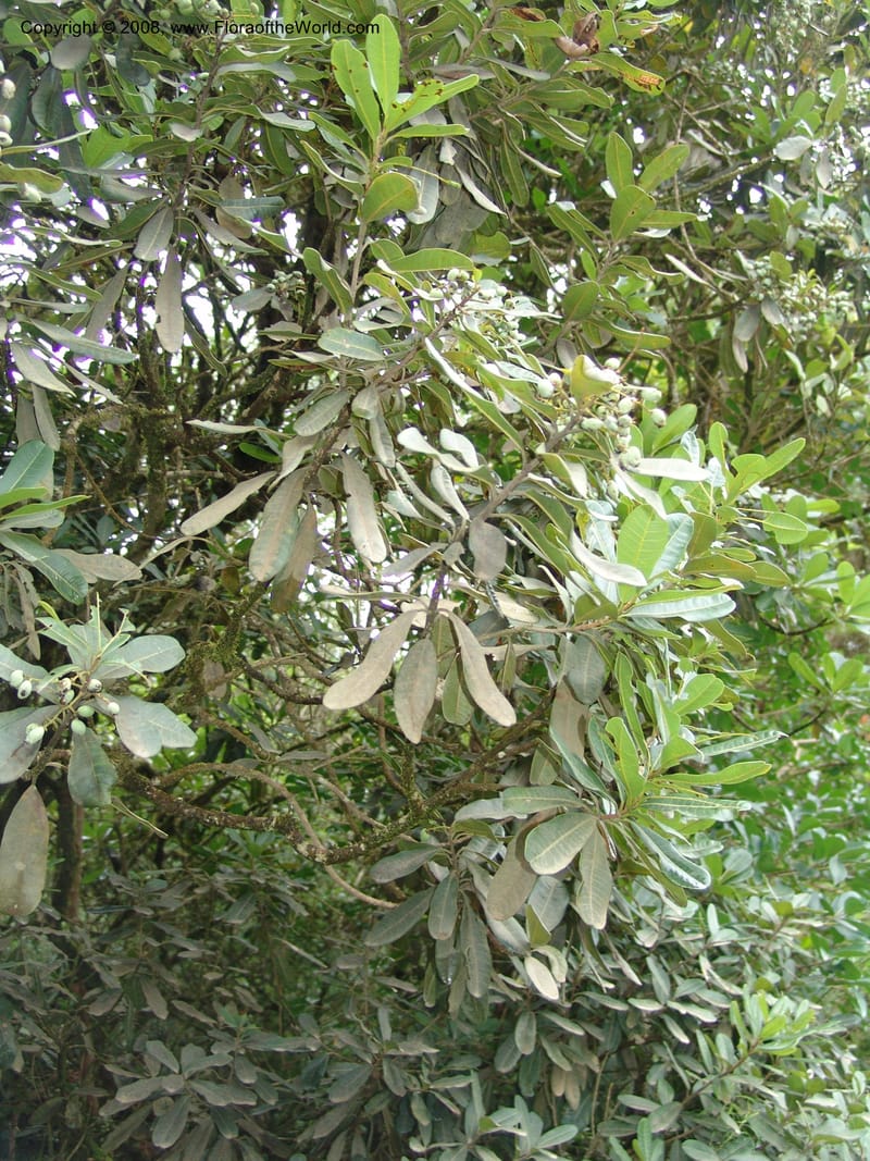 Rhus thouarsii, R.Ranaivojaona1323--Madag.  Prov. Fianar. Ranomafana Nat. Pk. 11 Jan 06. 006.jpg