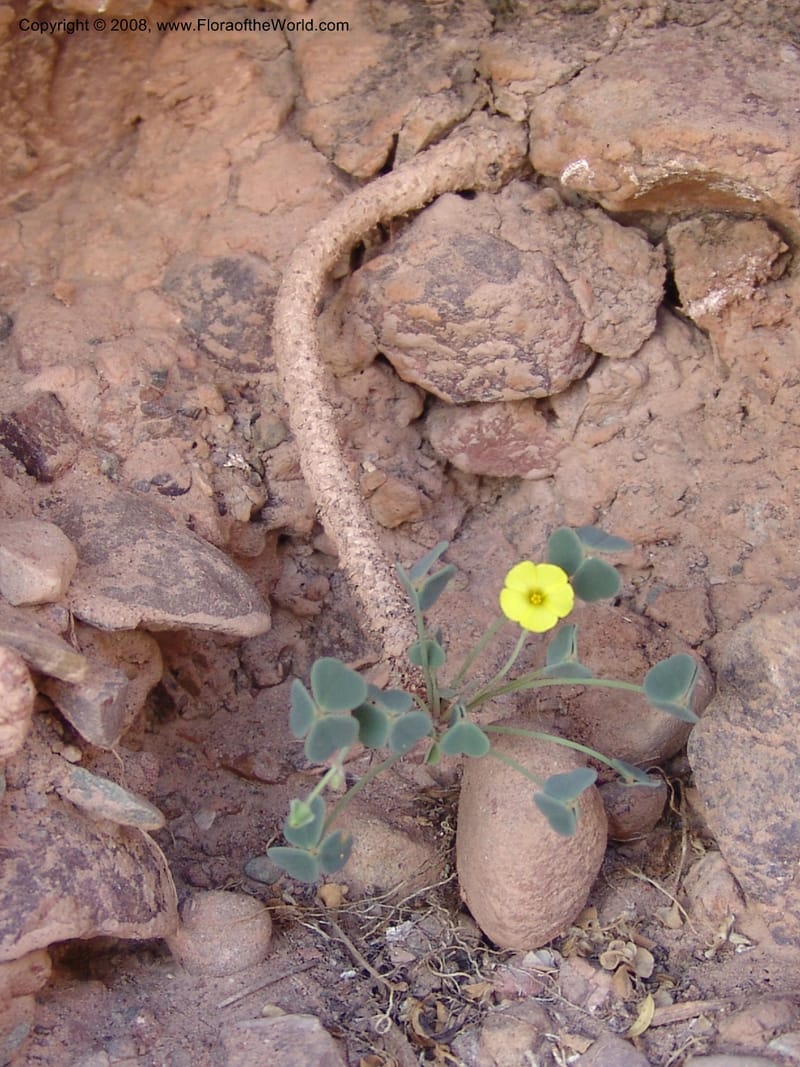 Oxalis pachyrrhizus--Bolivia. La Paz. Send. Aguila. 4 Dec 04. 274.jpg