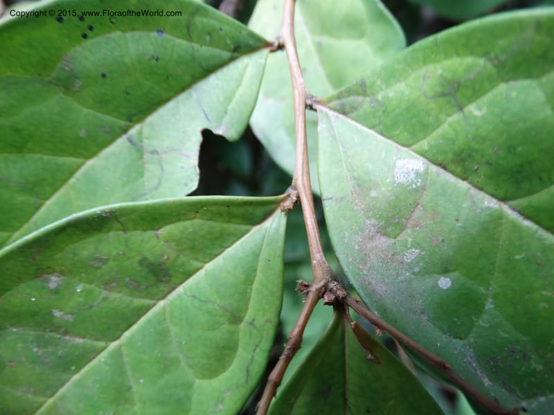 Olax, Davidson, C 12344--Cameroon. Mokoko For. Res. 20 Mar 2014. DSC02622 (316).JPG