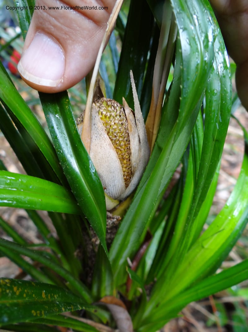 Pandanus dorystigma, Callmander 1000--Sarawak.. Bot. Res. Center, Semengoh. 26 Mar 2012. DSC05403 (16).JPG