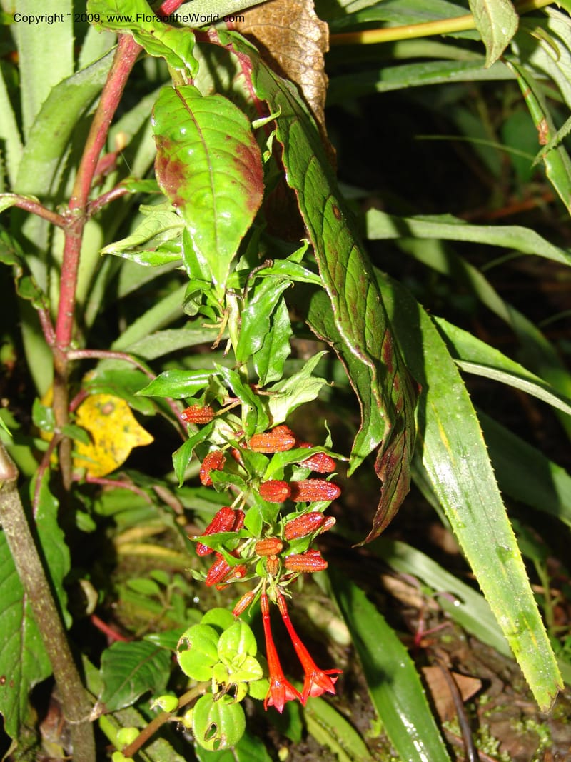 Fuchsia, DNeill16035--Ecuador. Prov. Zam. Ch. Podocarpus N. Pk. 26 Sep 07. 016.jpg