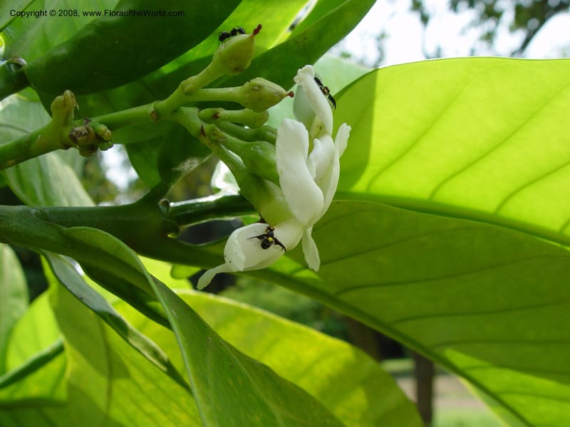 Tabernaemontana brachyantha--Cameroon. Limbe Botanic Garden. 4 Dec 03. 182.jpg