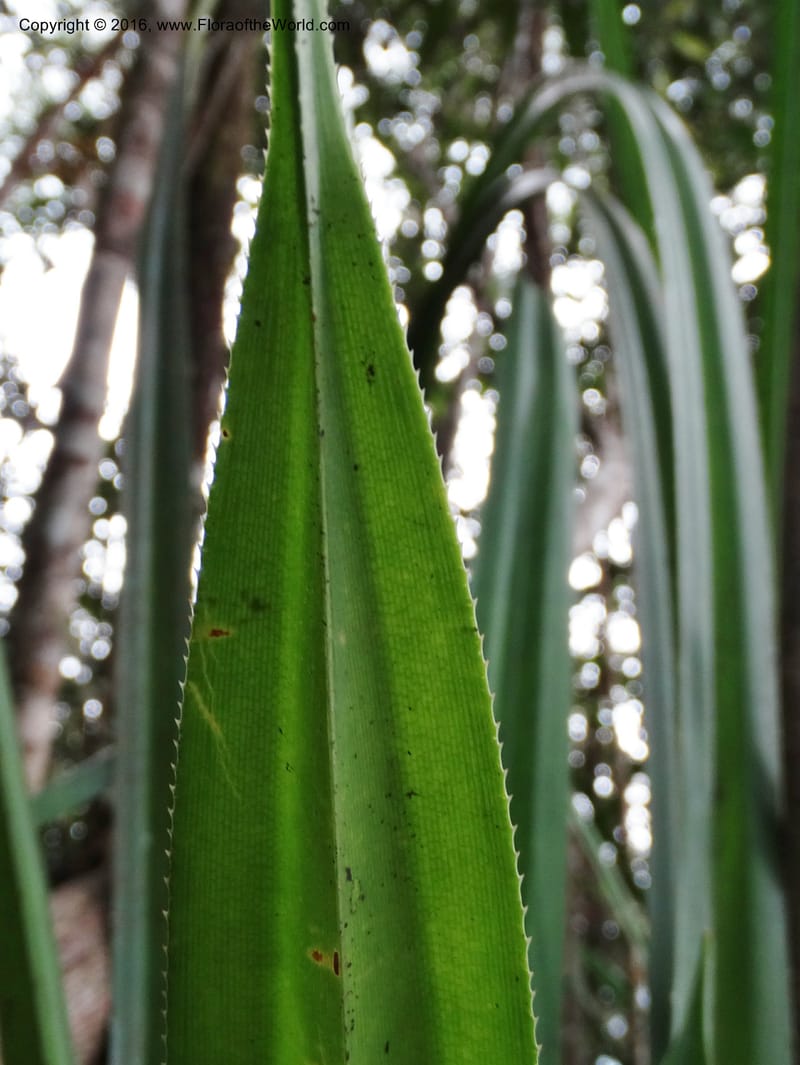 Pandanus occultus, Callmander, M 1184--Sabah. G. Silam. 1 Oct 2014. DSC00937 (30).JPG
