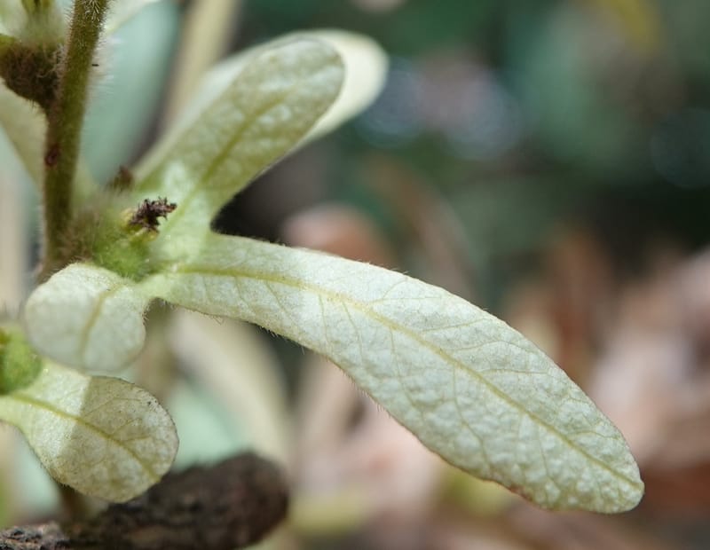 Engelhardia serrata, D. Boufford 44146--China. Yunnan. Along G213. 4 May 2018. DSC02084 (79).JPG