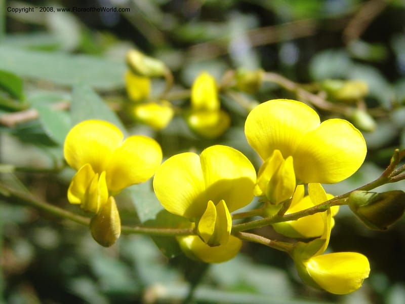 Argyrolobium tomentosum--So.Africa. Mpumal. Moodie Mts.  18 Mch 05. 463.jpg
