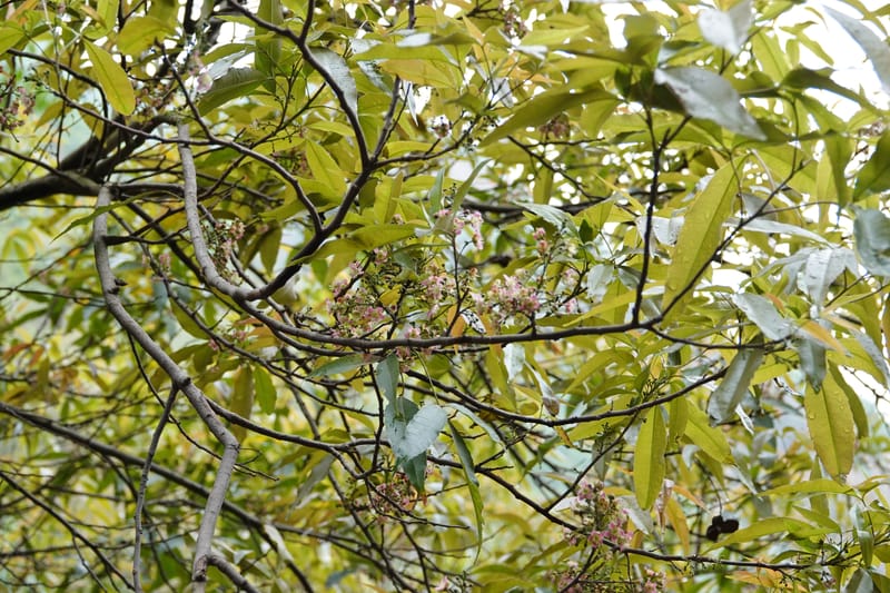 Delavaya toxocarpa, D. Boufford 44087--China. Yunnan. Xinshao Village. 28 Apr 2018. DSC00001 (41).JPG