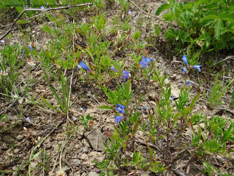 Penstemon leonardii, Mansfield, D 12-644--ID. Bear Lake Co. Mt. Sherman. 13 Jul 2012. DSC03601 (103).JPG