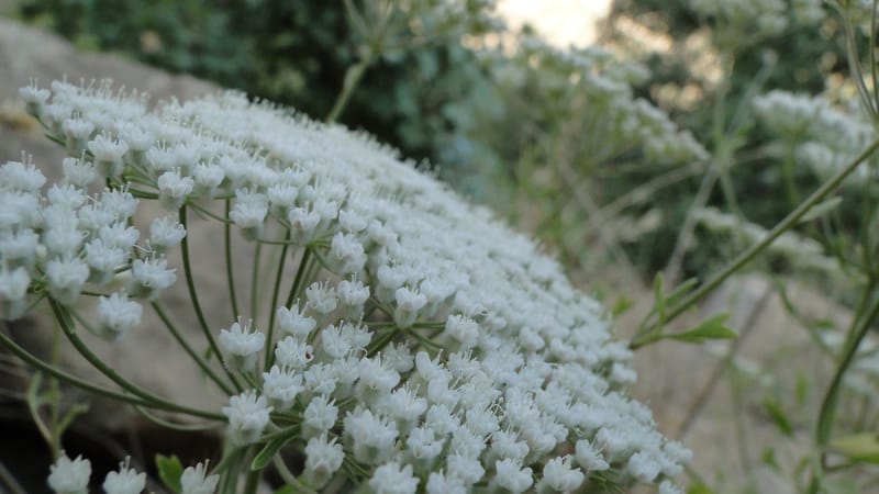 Pimpinella, BE.11.1--Iraq. Kurdistan. Shakh-i Pira Magrun. Zewiya. 14 June 2010. 306 (5).jpg