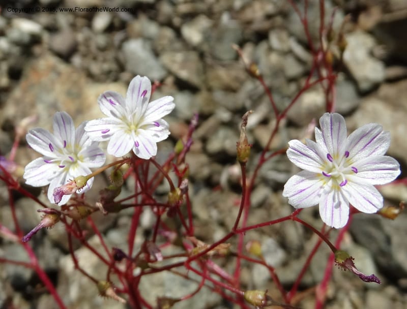 Lewisia columbiana var. wallowensis, Davidson, C 12591--ID. Idaho Co. Seven Devils Camp Ground. 15 Jul 2014. DSC00113 (137).JPG