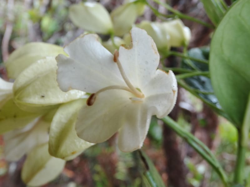 Oxera crassifolia, Munzinger, J 7429--New Caledonia. Mont Humboldt. 14 Nov 2015. DSC02401 (266).JPG